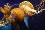 PICTURES/Tennessee Aquarium in Chattanooga/t_Yellow Jellyfish3.JPG